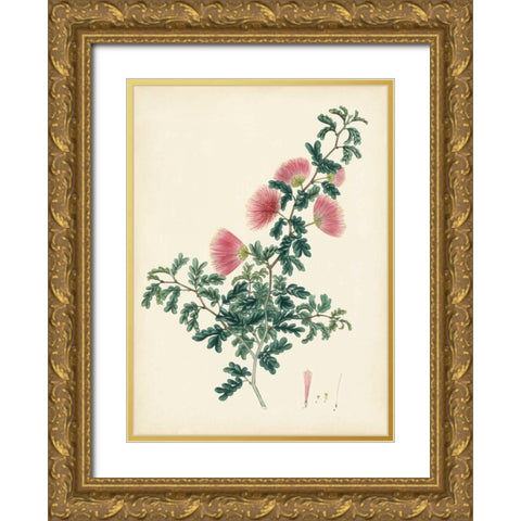 Splendors of Botany X Gold Ornate Wood Framed Art Print with Double Matting by Unknown