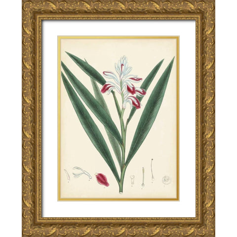 Splendors of Botany XI Gold Ornate Wood Framed Art Print with Double Matting by Unknown