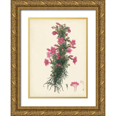 Splendors of Botany XII Gold Ornate Wood Framed Art Print with Double Matting by Unknown