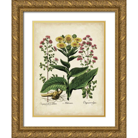 Besler Florilegium I Gold Ornate Wood Framed Art Print with Double Matting by Besler, Basilius