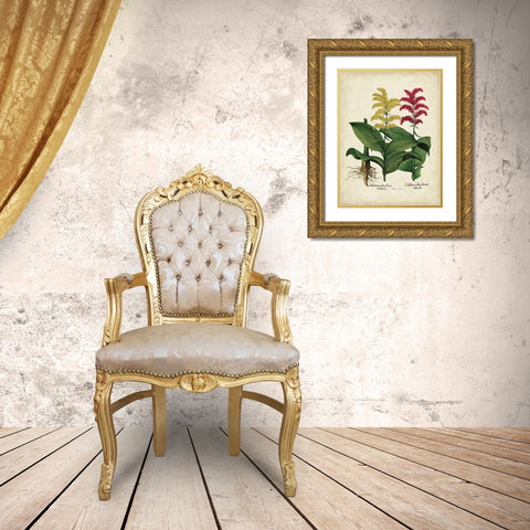 Besler Florilegium II Gold Ornate Wood Framed Art Print with Double Matting by Besler, Basilius