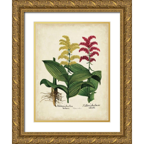 Besler Florilegium II Gold Ornate Wood Framed Art Print with Double Matting by Besler, Basilius