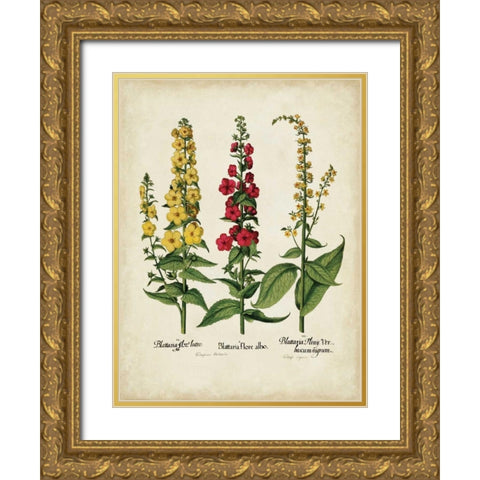 Besler Florilegium III Gold Ornate Wood Framed Art Print with Double Matting by Besler, Basilius