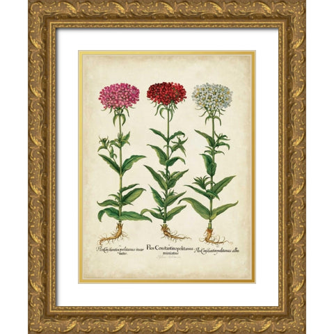 Besler Florilegium IV Gold Ornate Wood Framed Art Print with Double Matting by Besler, Basilius