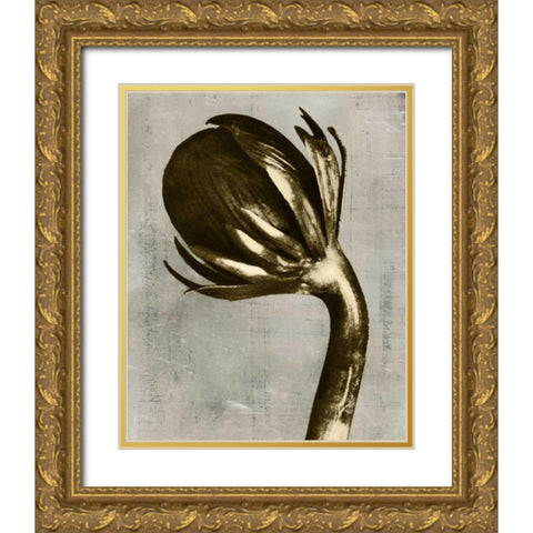 Blossfeldt Redeux III Gold Ornate Wood Framed Art Print with Double Matting by Vision Studio
