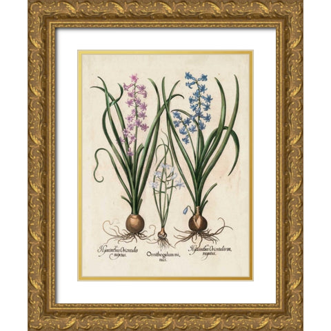 Besler Hyacinth I Gold Ornate Wood Framed Art Print with Double Matting by Besler, Basilius