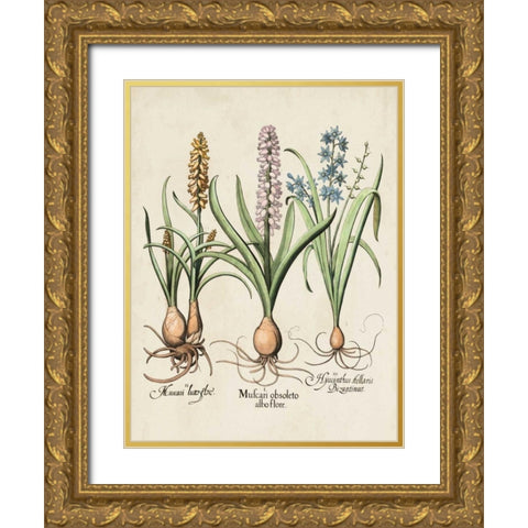 Besler Hyacinth II Gold Ornate Wood Framed Art Print with Double Matting by Besler, Basilius