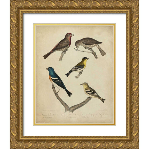 Bonapart Birds I Gold Ornate Wood Framed Art Print with Double Matting by Charles L. Bonapart