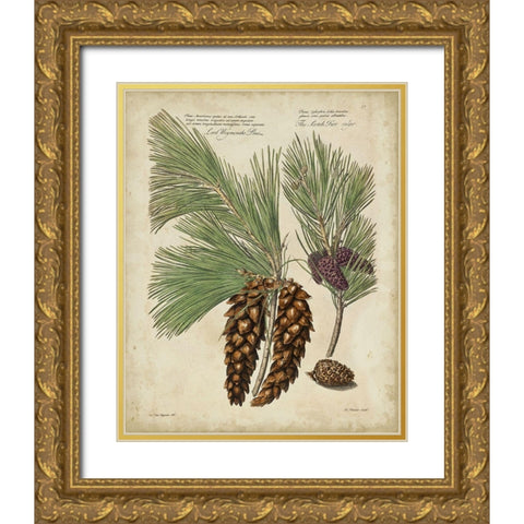 Antique Conifers II Gold Ornate Wood Framed Art Print with Double Matting by Fletcher, Henry