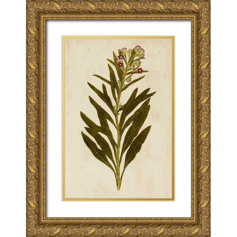 Botanical Impression I Gold Ornate Wood Framed Art Print with Double Matting by Unkown