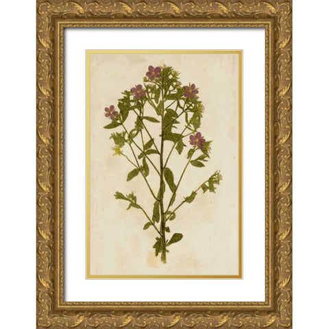 Botanical Impression II Gold Ornate Wood Framed Art Print with Double Matting by Unkown