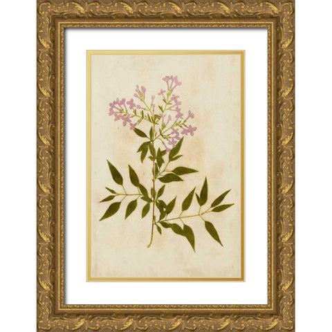 Botanical Impression III Gold Ornate Wood Framed Art Print with Double Matting by Unkown