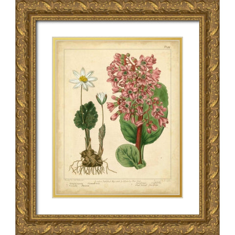 Garden Flora III Gold Ornate Wood Framed Art Print with Double Matting by Edwards, Sydenham