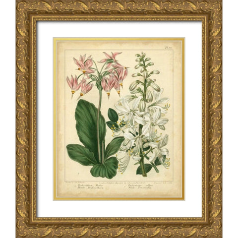 Garden Flora IV Gold Ornate Wood Framed Art Print with Double Matting by Edwards, Sydenham