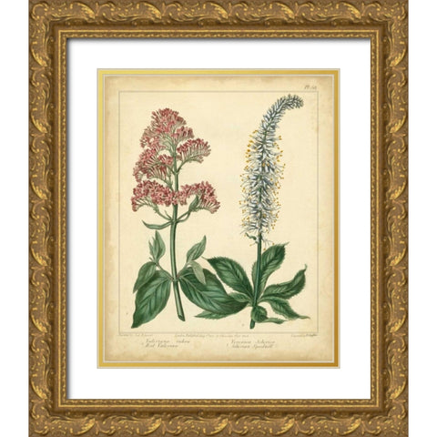 Garden Flora VI Gold Ornate Wood Framed Art Print with Double Matting by Edwards, Sydenham