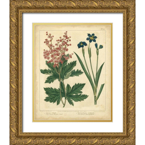 Garden Flora VII Gold Ornate Wood Framed Art Print with Double Matting by Edwards, Sydenham