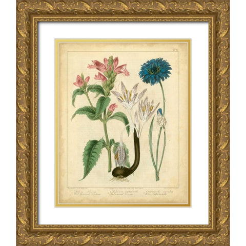 Garden Flora VIII Gold Ornate Wood Framed Art Print with Double Matting by Edwards, Sydenham