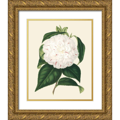 Antique Camellia I Gold Ornate Wood Framed Art Print with Double Matting by Houtte, Van