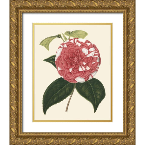 Antique Camellia II Gold Ornate Wood Framed Art Print with Double Matting by Houtte, Van