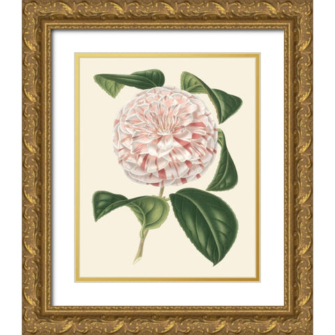 Antique Camellia III Gold Ornate Wood Framed Art Print with Double Matting by Houtte, Van