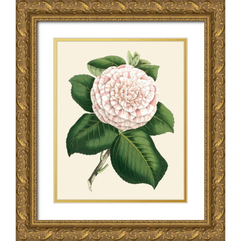 Antique Camellia IV Gold Ornate Wood Framed Art Print with Double Matting by Houtte, Van