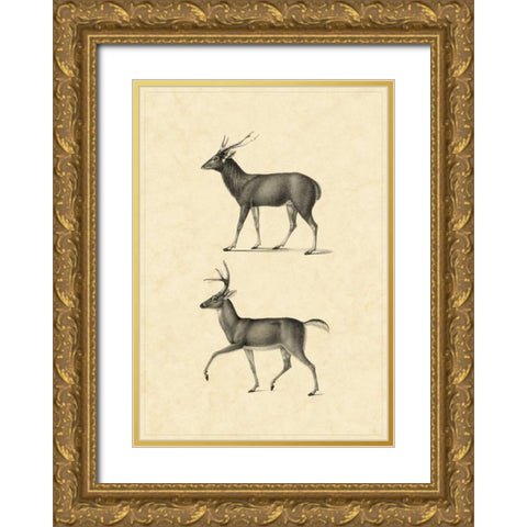 Vintage Deer II Gold Ornate Wood Framed Art Print with Double Matting by Vision Studio