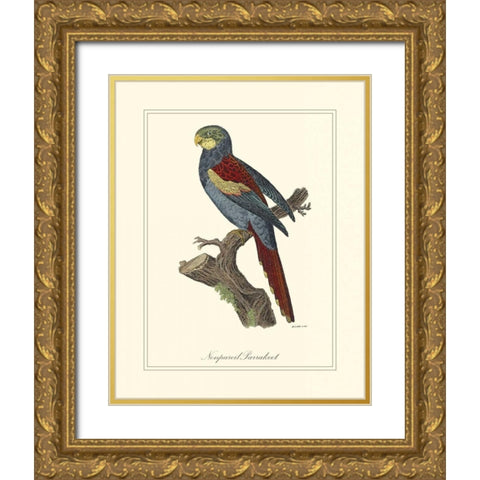 Nonpareil Parrakeet Gold Ornate Wood Framed Art Print with Double Matting by Edwards, George