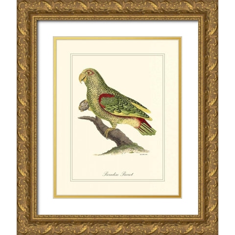 Paradise Parrot Gold Ornate Wood Framed Art Print with Double Matting by Edwards, George