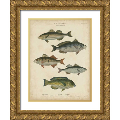 Non-Embellished Ichthyology III Gold Ornate Wood Framed Art Print with Double Matting by Rees, Abraham