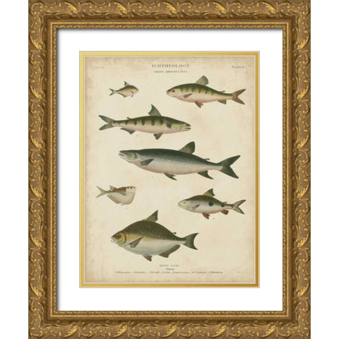 Non-Embellished Ichthyology IV Gold Ornate Wood Framed Art Print with Double Matting by Rees, Abraham