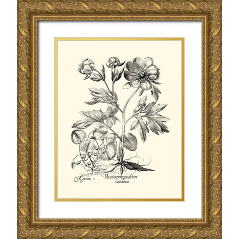 Black and White Besler Peony III Gold Ornate Wood Framed Art Print with Double Matting by Besler, Basilius