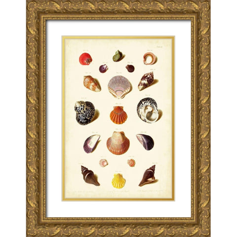 Muller Shells Tab. XI Gold Ornate Wood Framed Art Print with Double Matting by Gabriel Muller