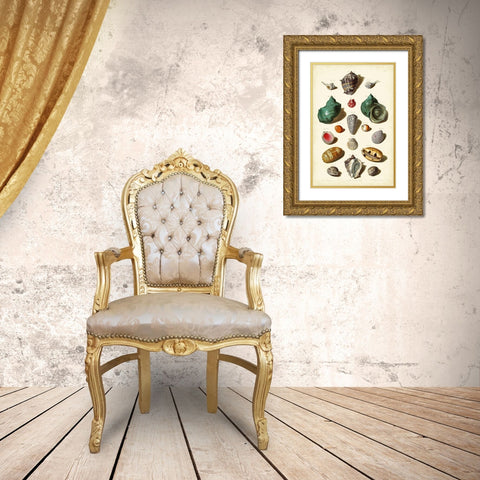 Muller Shells Tab. V Gold Ornate Wood Framed Art Print with Double Matting by Muller, Gabriel