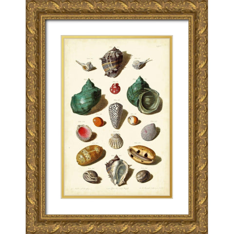 Muller Shells Tab. V Gold Ornate Wood Framed Art Print with Double Matting by Muller, Gabriel