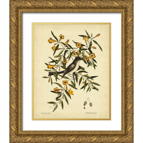 Cates. Black-capt Flycatch. Pl. T53 Gold Ornate Wood Framed Art Print with Double Matting by Catesby, Mark