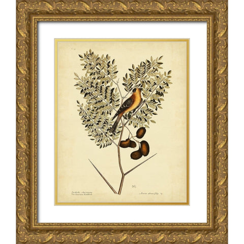 Catesby American Goldfinch  Pl. T43 Gold Ornate Wood Framed Art Print with Double Matting by Catesby, Mark