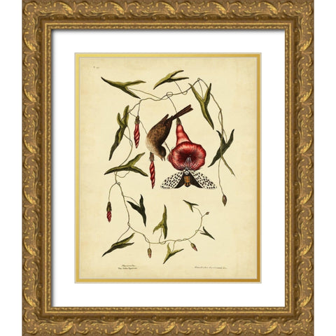 Catesby Little Sparrow  Pl. T35 Gold Ornate Wood Framed Art Print with Double Matting by Catesby, Mark