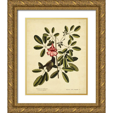 Catesby Bahama Sparrow  Pl. T37 Gold Ornate Wood Framed Art Print with Double Matting by Catesby, Mark