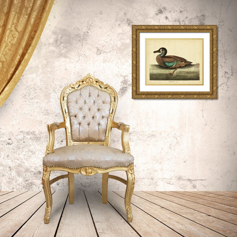 Catesby White-face Teal Pl. T100 Gold Ornate Wood Framed Art Print with Double Matting by Catesby, Mark