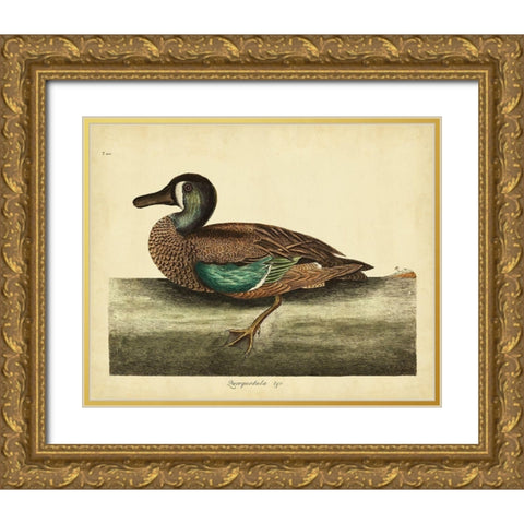 Catesby White-face Teal Pl. T100 Gold Ornate Wood Framed Art Print with Double Matting by Catesby, Mark