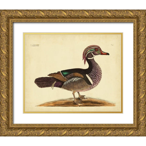Catesby Summer Duck PL T97 Gold Ornate Wood Framed Art Print with Double Matting by Catesby, Mark
