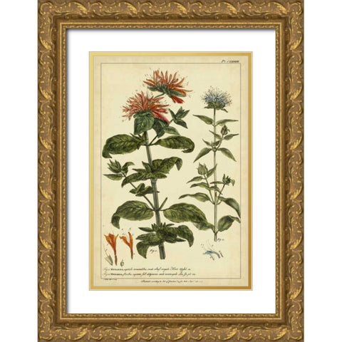Monarda, Pl. CLXXXIII Gold Ornate Wood Framed Art Print with Double Matting by Miller, Philip
