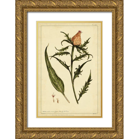 Iacea Pl. CLIII Gold Ornate Wood Framed Art Print with Double Matting by Miller, Phillip