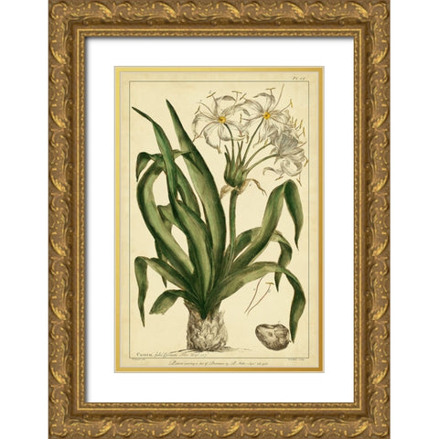 Crinum  Pl. CX Gold Ornate Wood Framed Art Print with Double Matting by Miller, Phillip