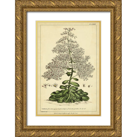 Saxifraga  Pl. CCXLIII Gold Ornate Wood Framed Art Print with Double Matting by Miller, Phillip