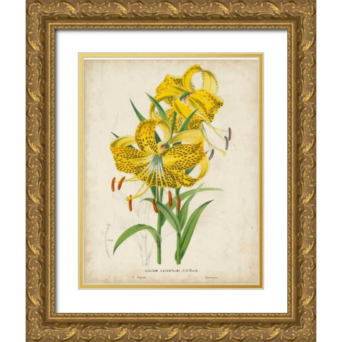 Tropical Array IV Gold Ornate Wood Framed Art Print with Double Matting by Van Houtteano, Horto