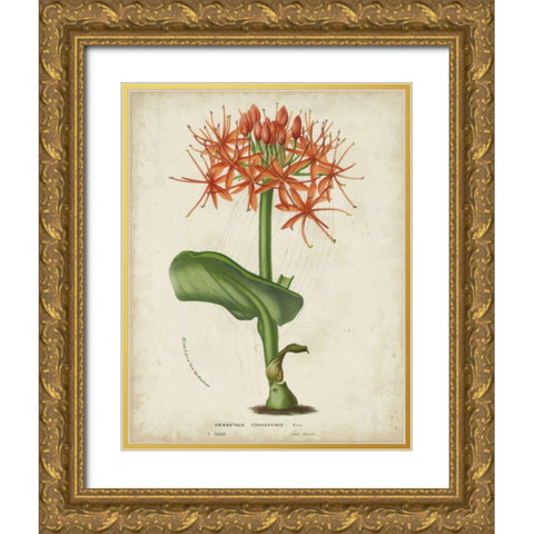Tropical Array V Gold Ornate Wood Framed Art Print with Double Matting by Van Houtteano, Horto