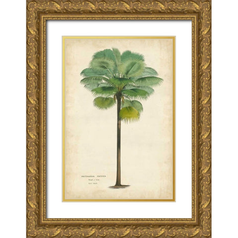 Palm of the Tropics II Gold Ornate Wood Framed Art Print with Double Matting by Van Houtteano, Horto