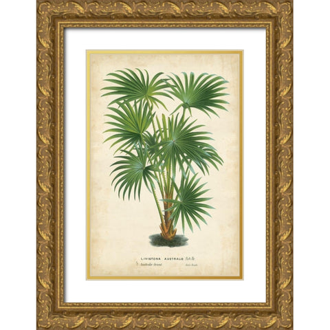 Palm of the Tropics IV Gold Ornate Wood Framed Art Print with Double Matting by Van Houtteano, Horto