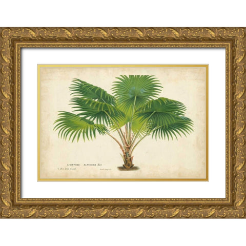 Palm of the Tropics V Gold Ornate Wood Framed Art Print with Double Matting by Van Houtteano, Horto